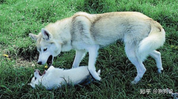 狗语入门指南 浅谈学习 狗语 对人犬共同生活的意义 知乎