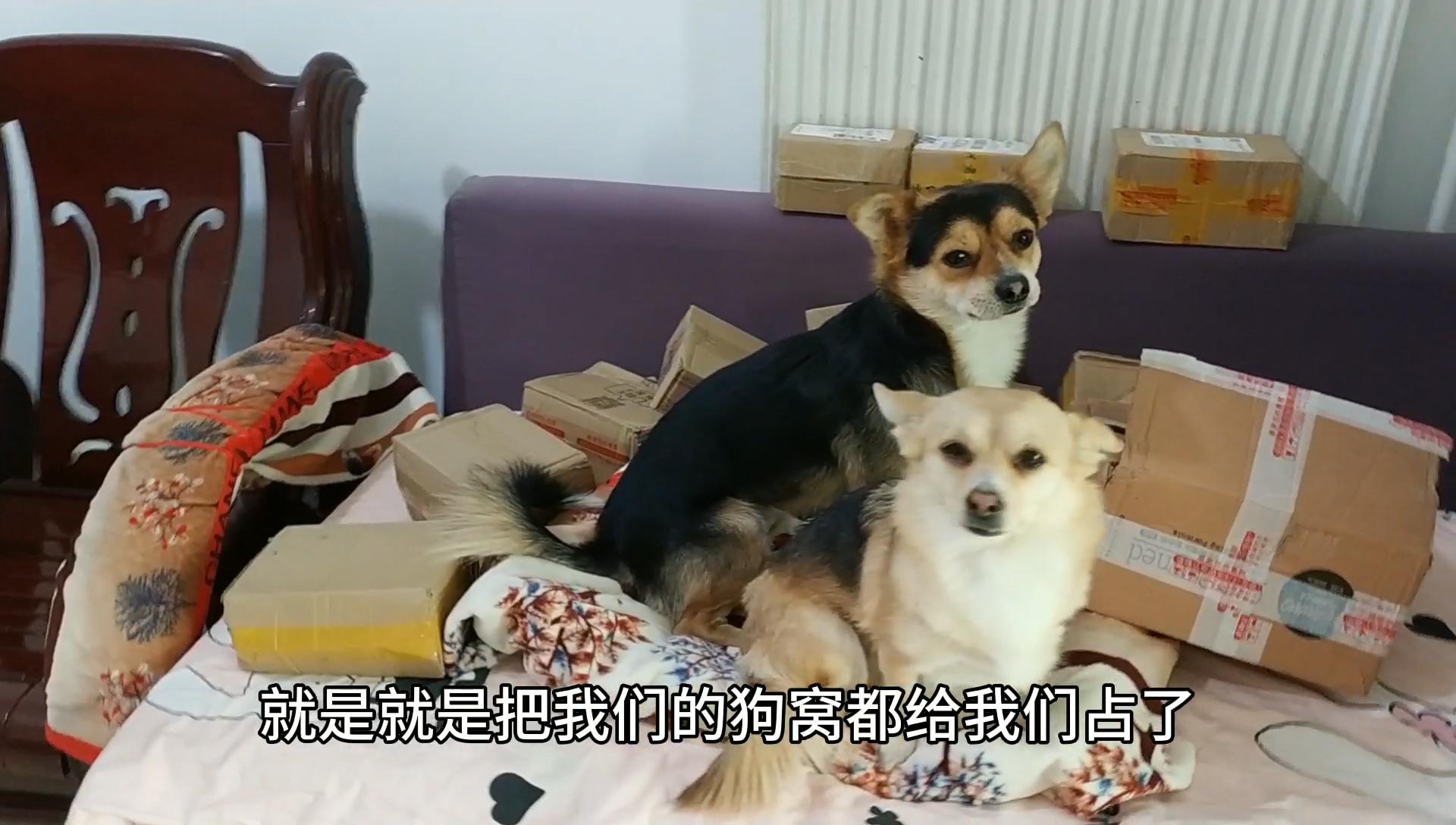 主人把狗狗关进笼子用火腿引诱狗狗会把笼子拆了吗表情好搞笑