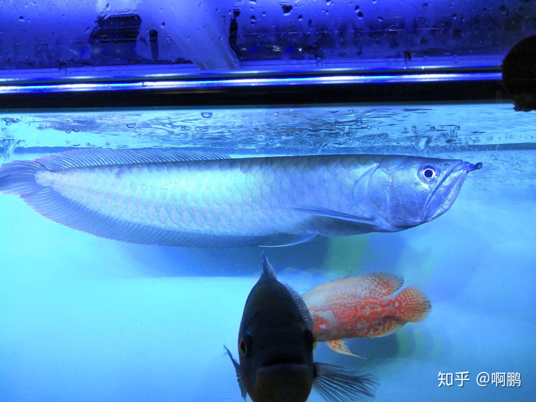 银龙鱼如何区分雌雄? - 知乎