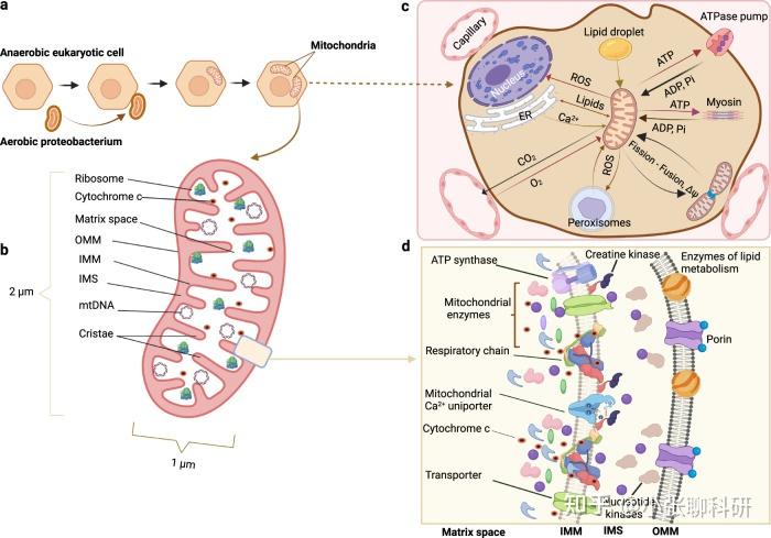 读完这篇综述，我发现疾病研究的终点是线粒体？ - 知乎