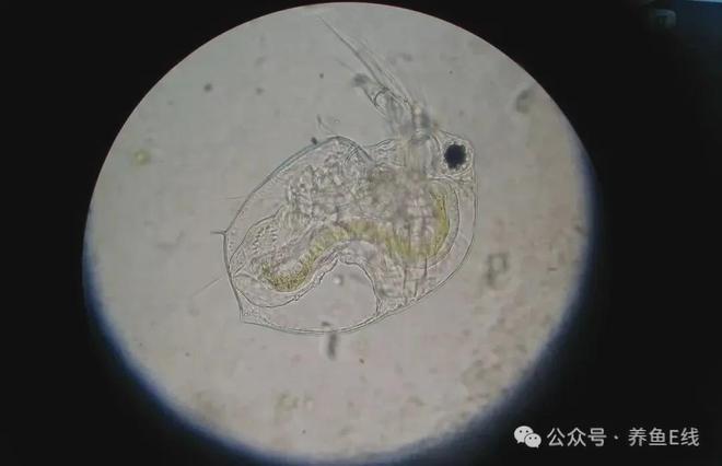 浮游动物的四个分类(三)浮游生物中的枝角类(水蚤) - 知乎