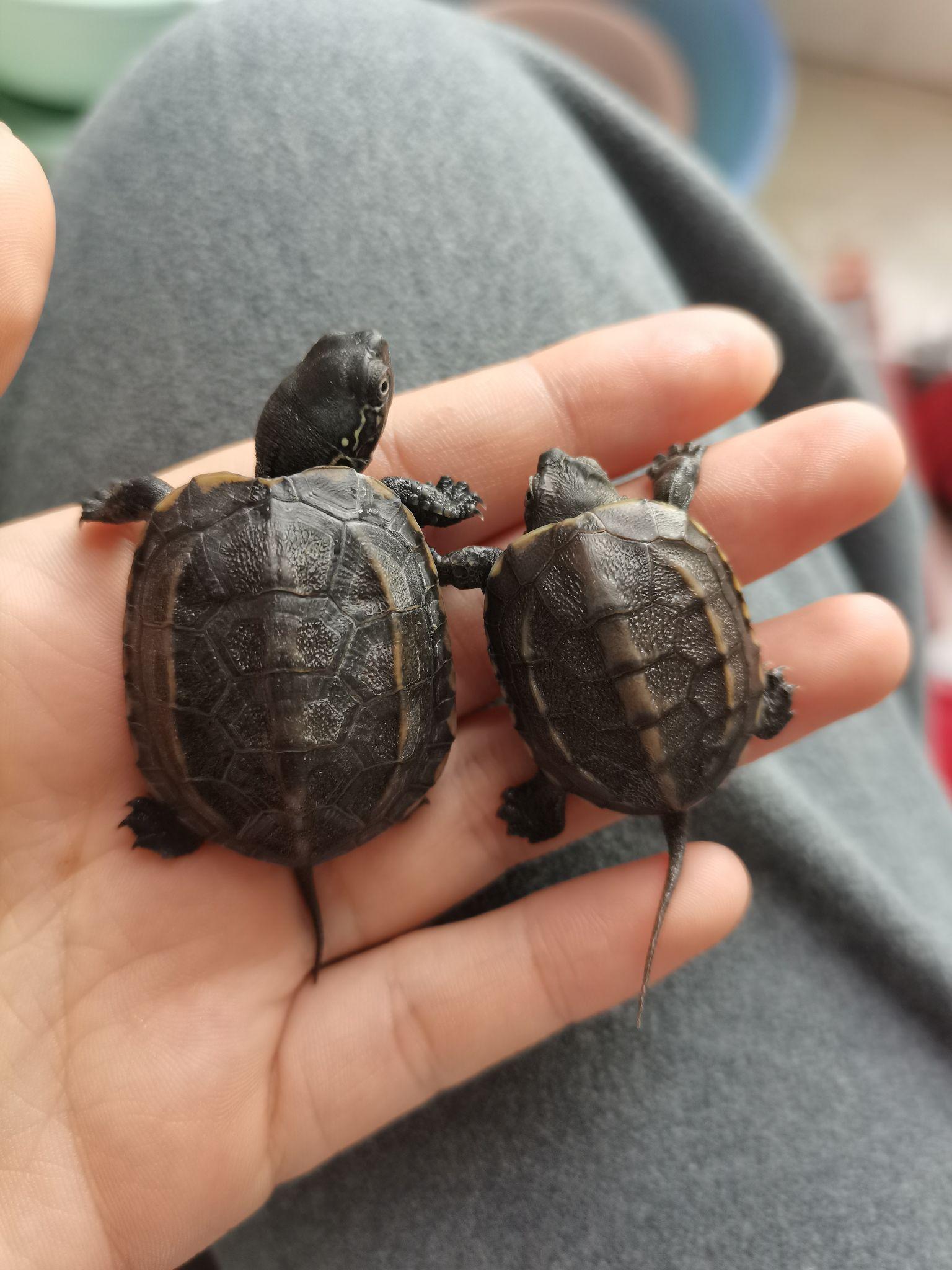 乌龟怎么看什么品种 v2-0581e1ab19e6227ff751da63223a93b0_r.jpg