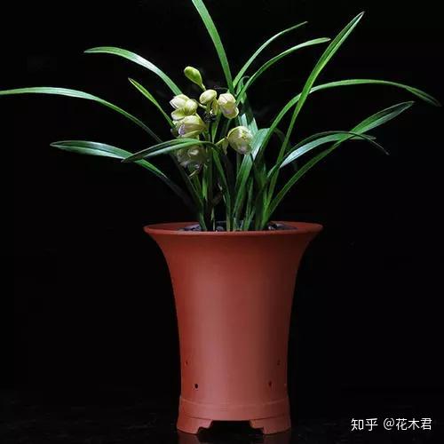 兰花用什么花盆栽植最好?高低深浅如何选? - 知乎