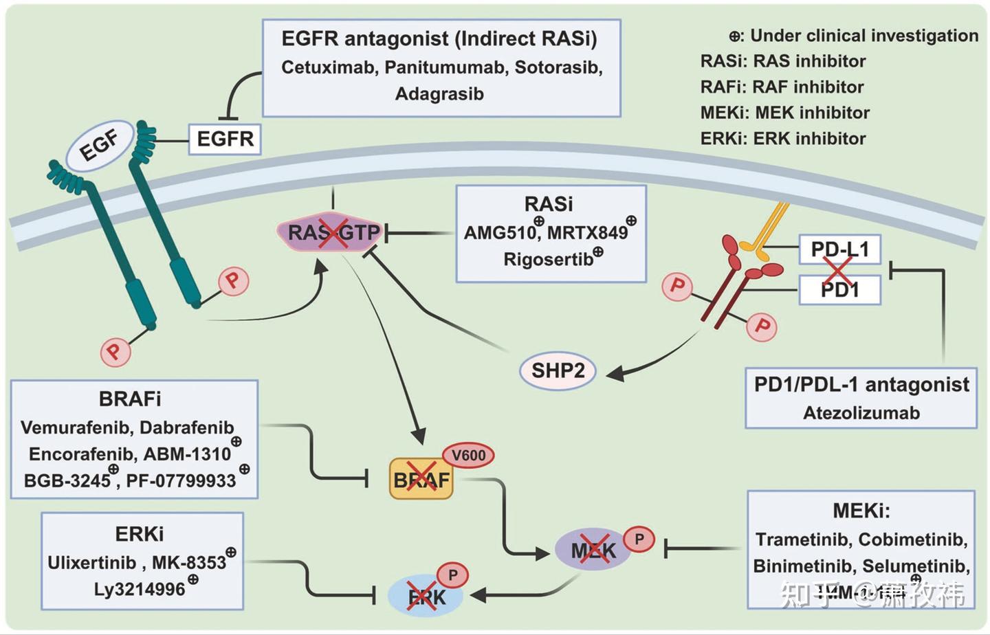 经典且复杂的细胞信号通路：RAS/RAF/MEK/ERK - 知乎