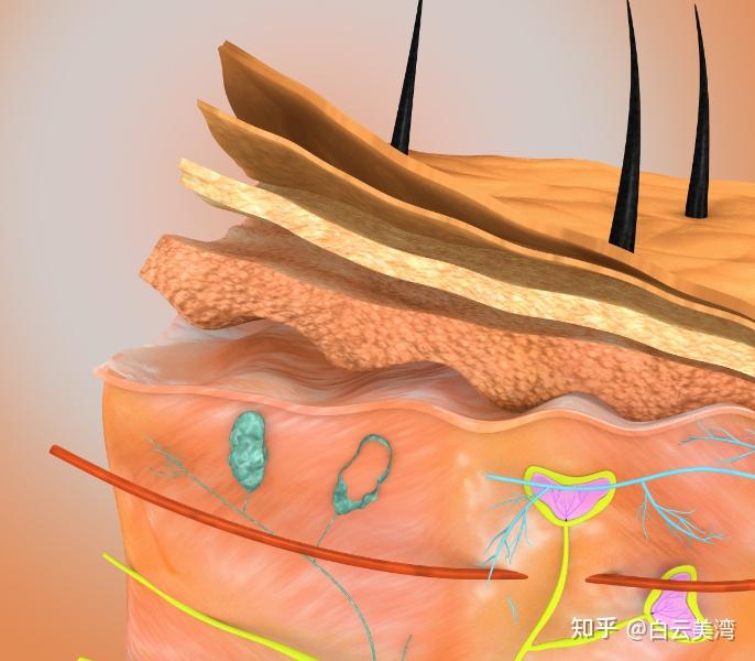 美丽科普 | 什么是肌肤屏障？ - 知乎