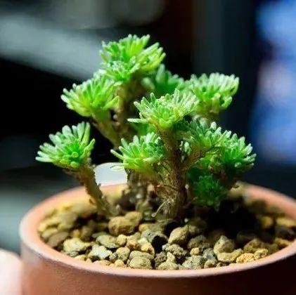 球松多肉植物的养护方法 - 知乎