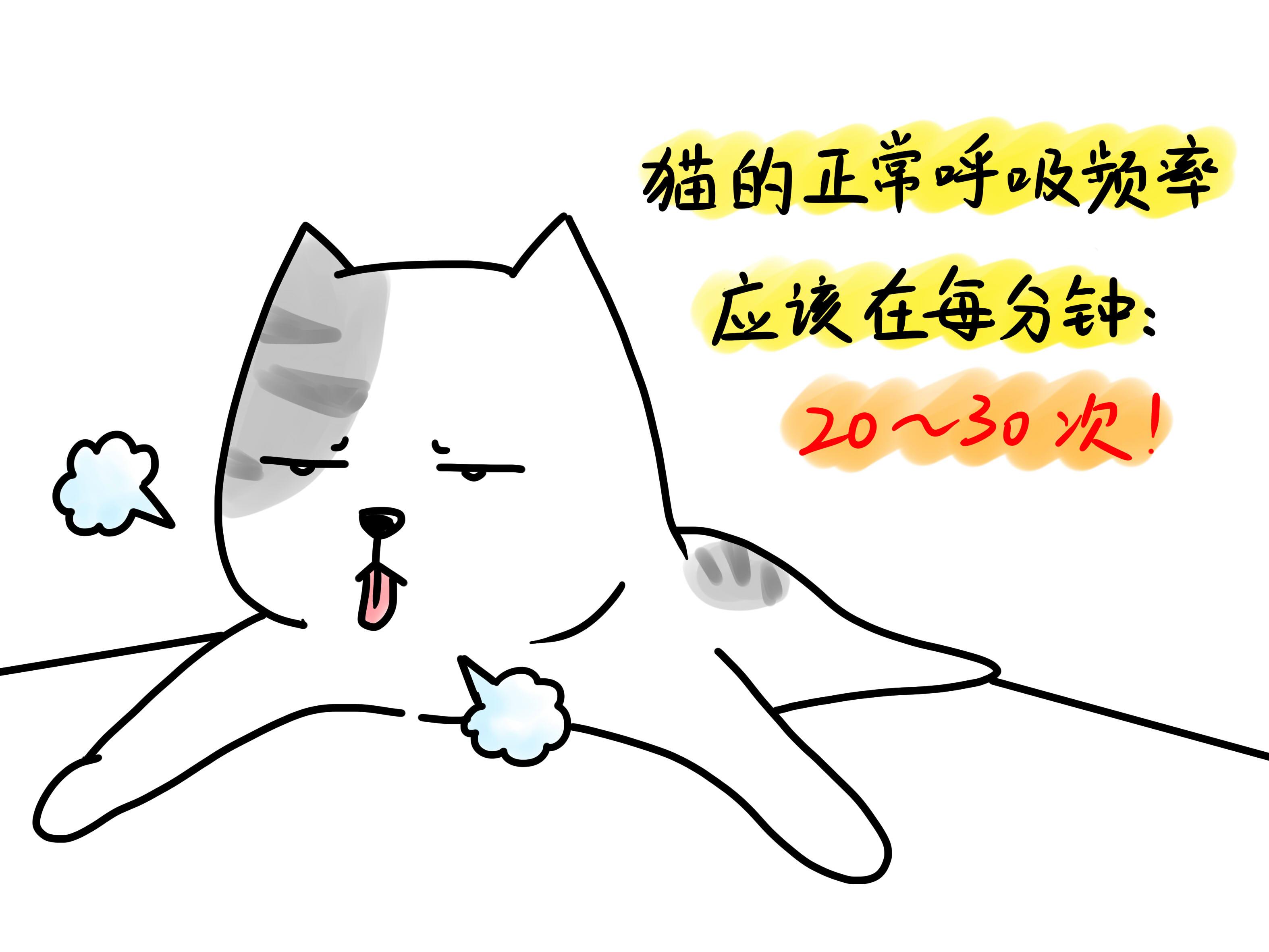 了解猫"生病状态"时的表现,猫生病时你才能及早发现,及时治疗