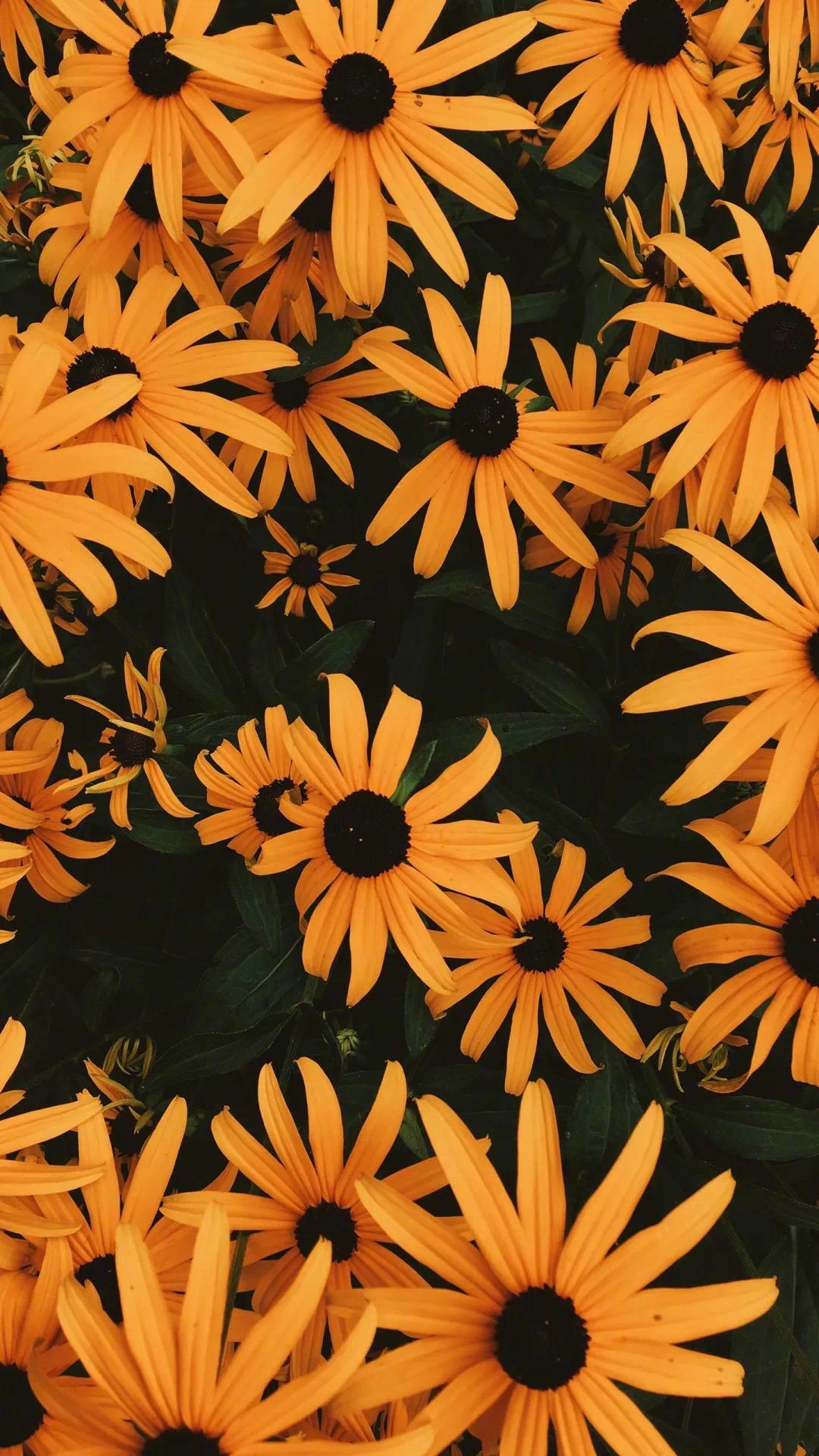 有哪些好看到爆的橙色系壁纸?