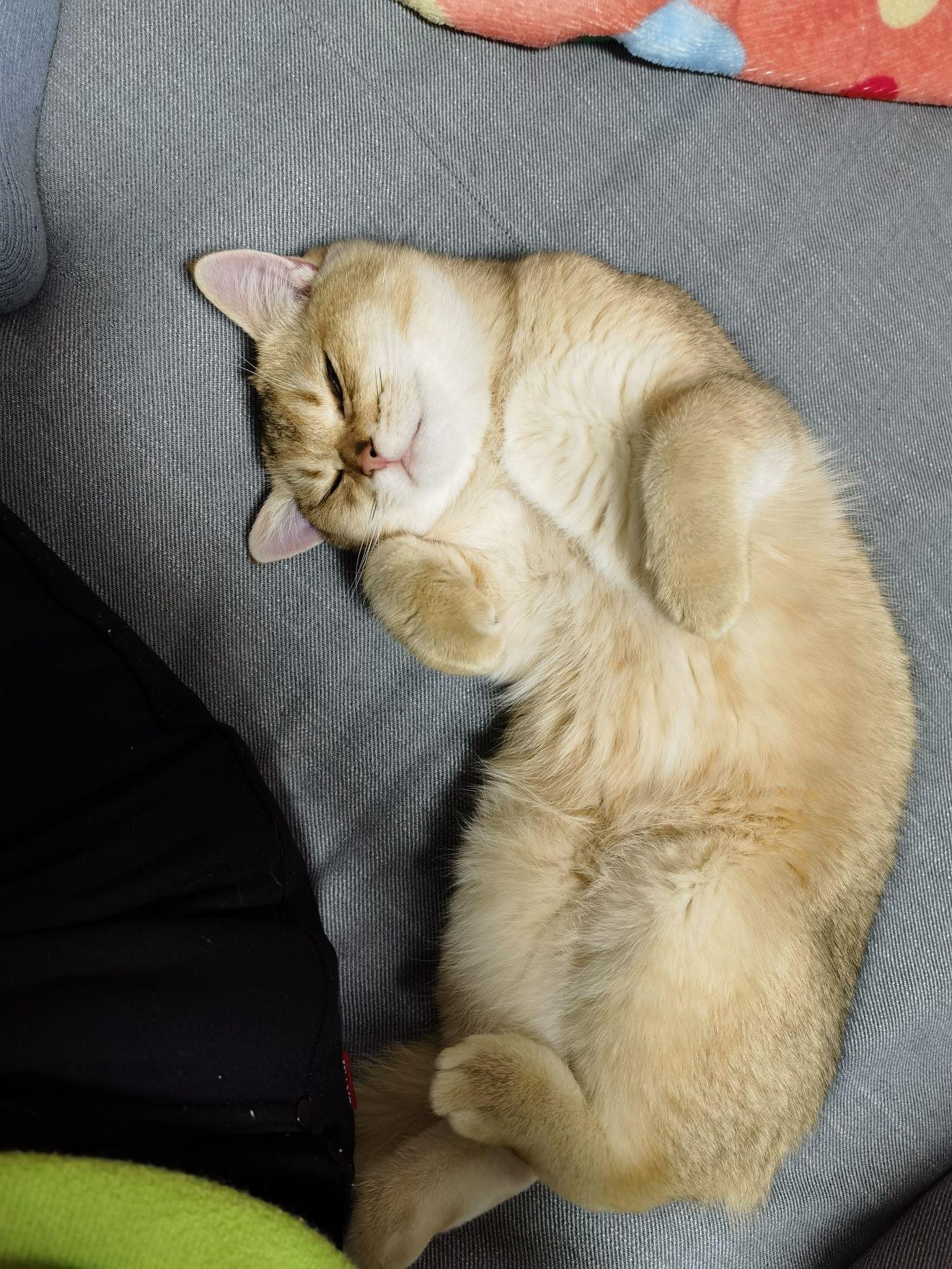 可以分享一张你家猫睡觉的照片吗