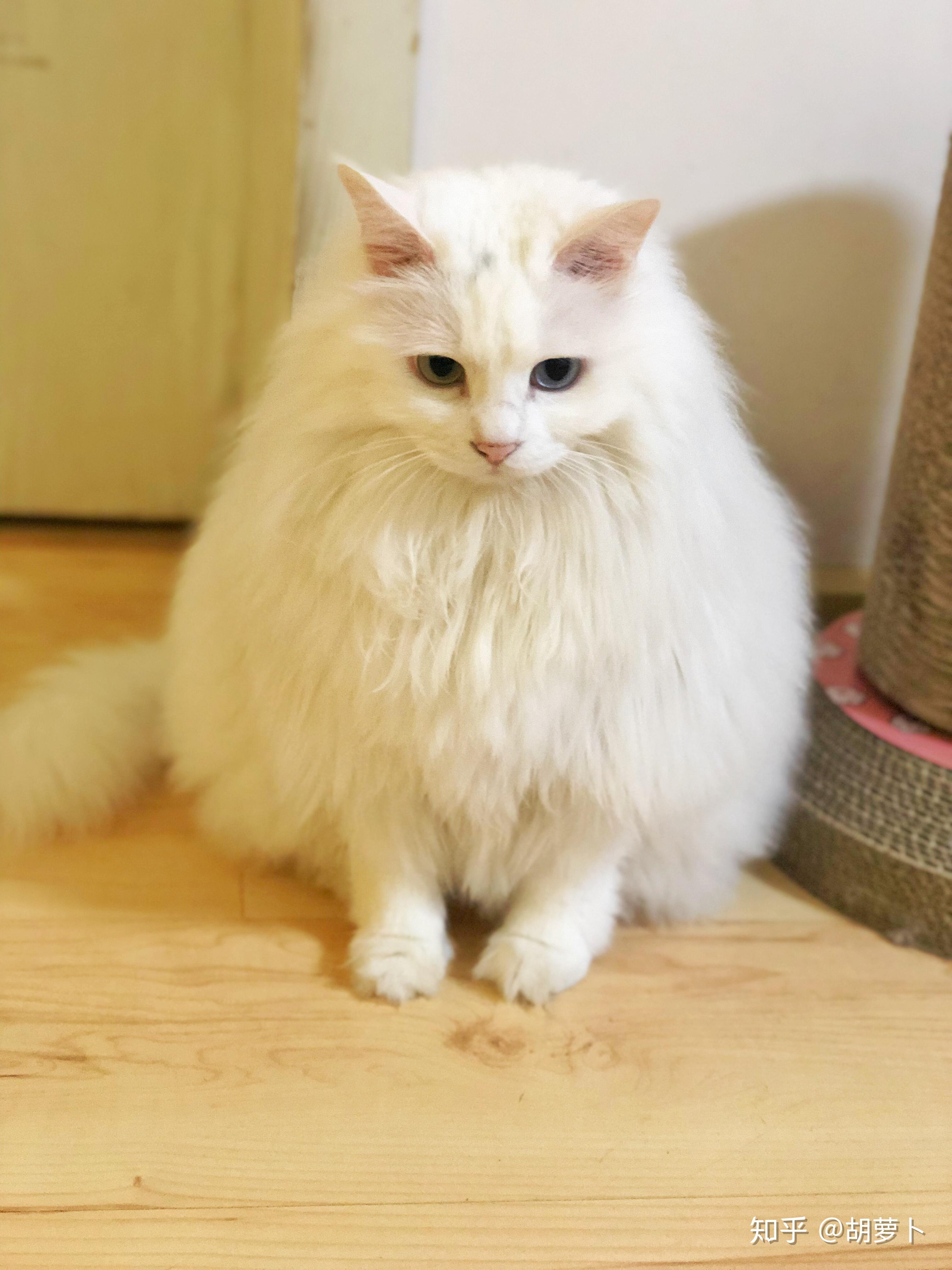 山东狮子猫多少钱能买到