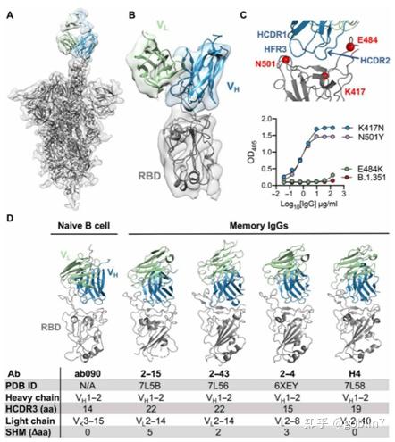 文献阅读——Naive Human B Cells Engage The Receptor Binding Domain Of SARS ...