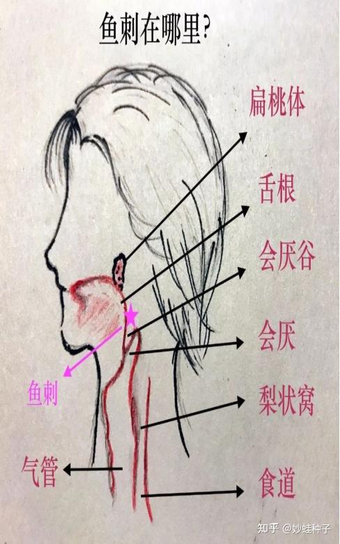 咽解剖图手绘图片