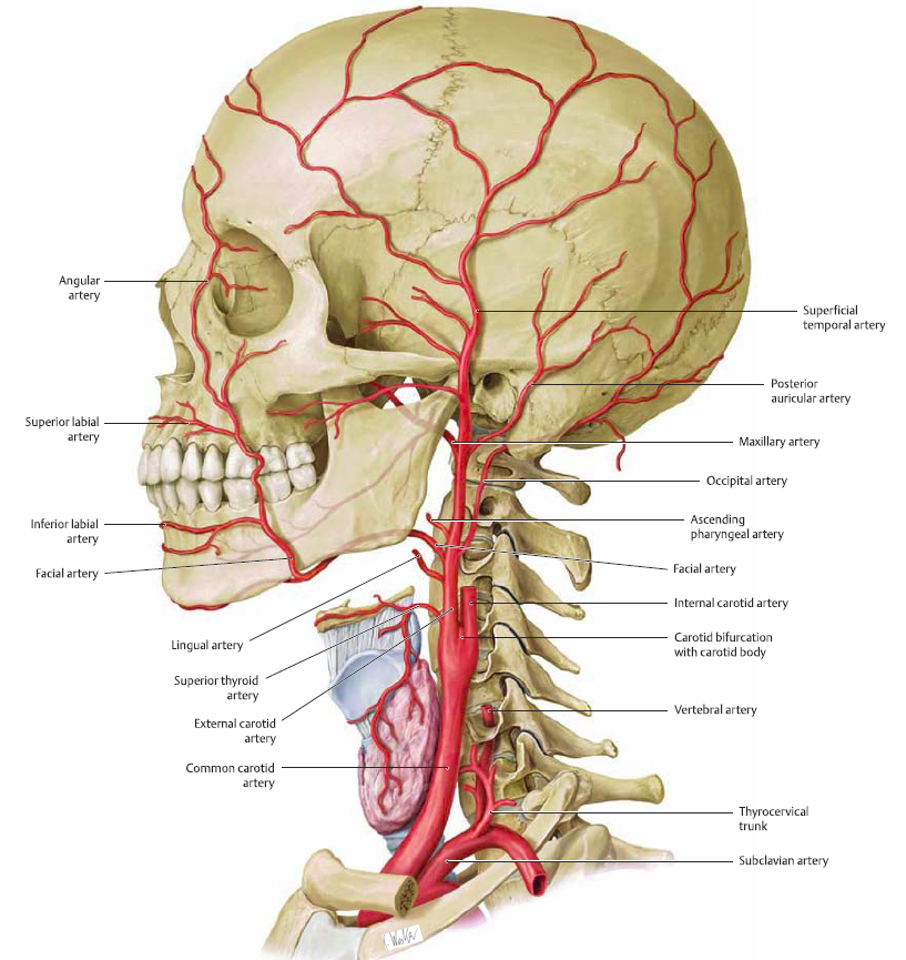 來學習下腦血管的解剖,人體頭面部的血供來源於雙側的頸動脈和椎動脈