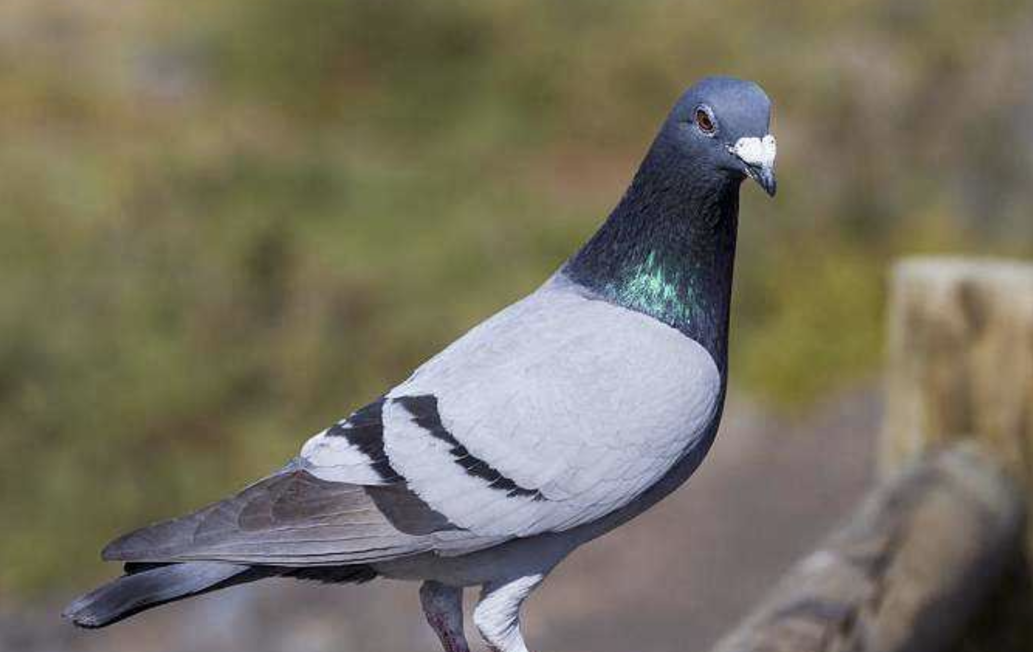 这鸽子可吓人了