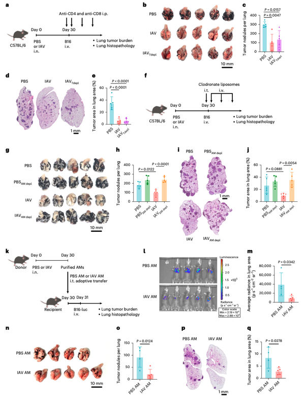 Nature Immunology丨受流感训练的粘膜驻留肺泡巨噬细胞赋予肺部长期抗肿瘤免疫力 - 知乎