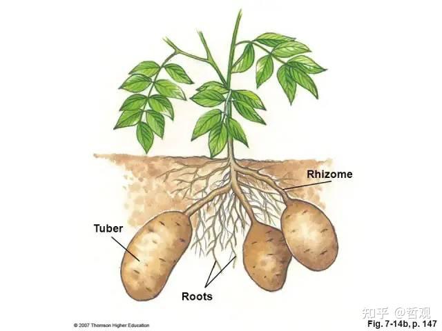 【植物学笔记】植物的适应性 - 知乎