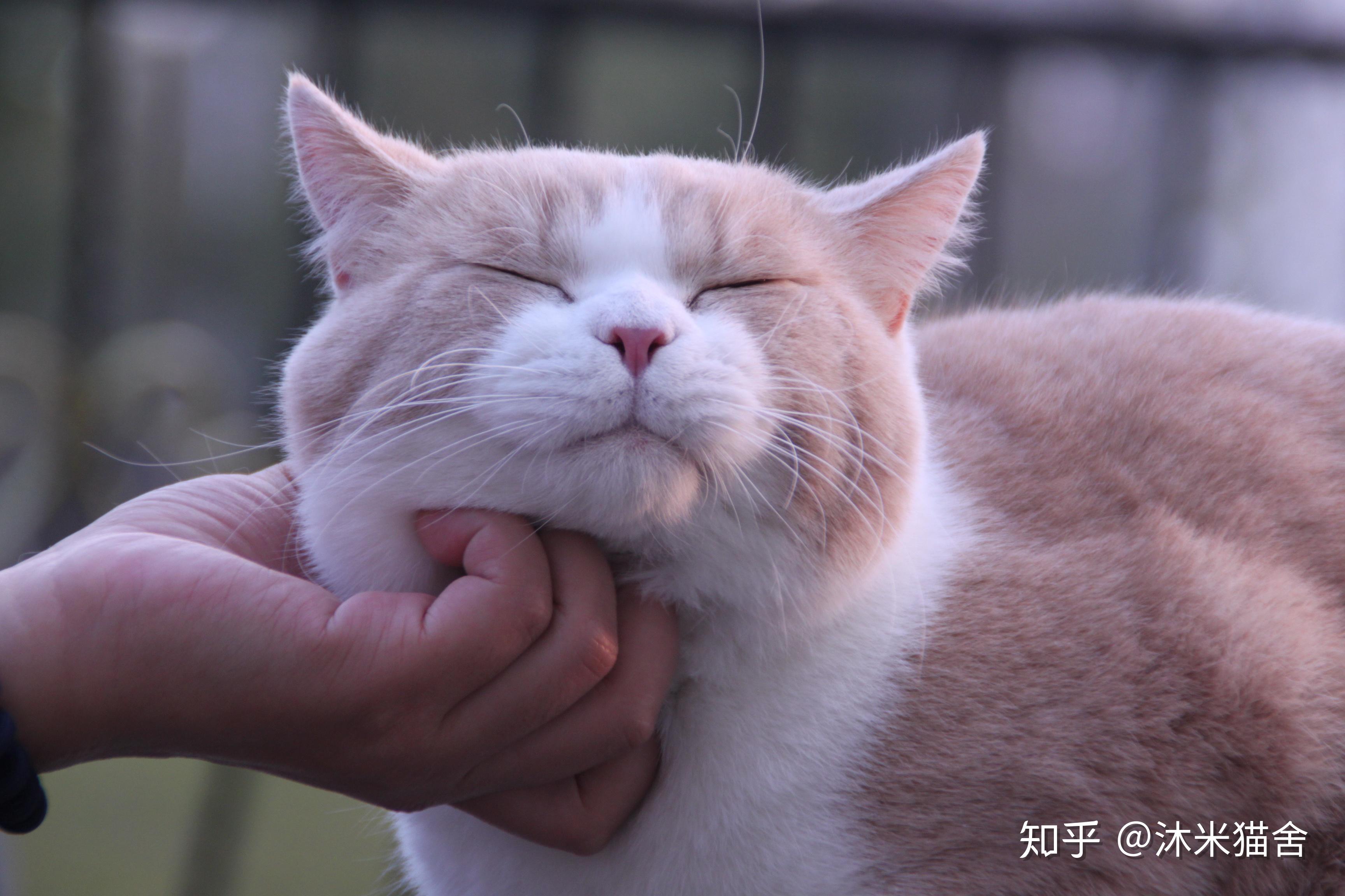 店家说是英短想问一下这个是黄白英短吗