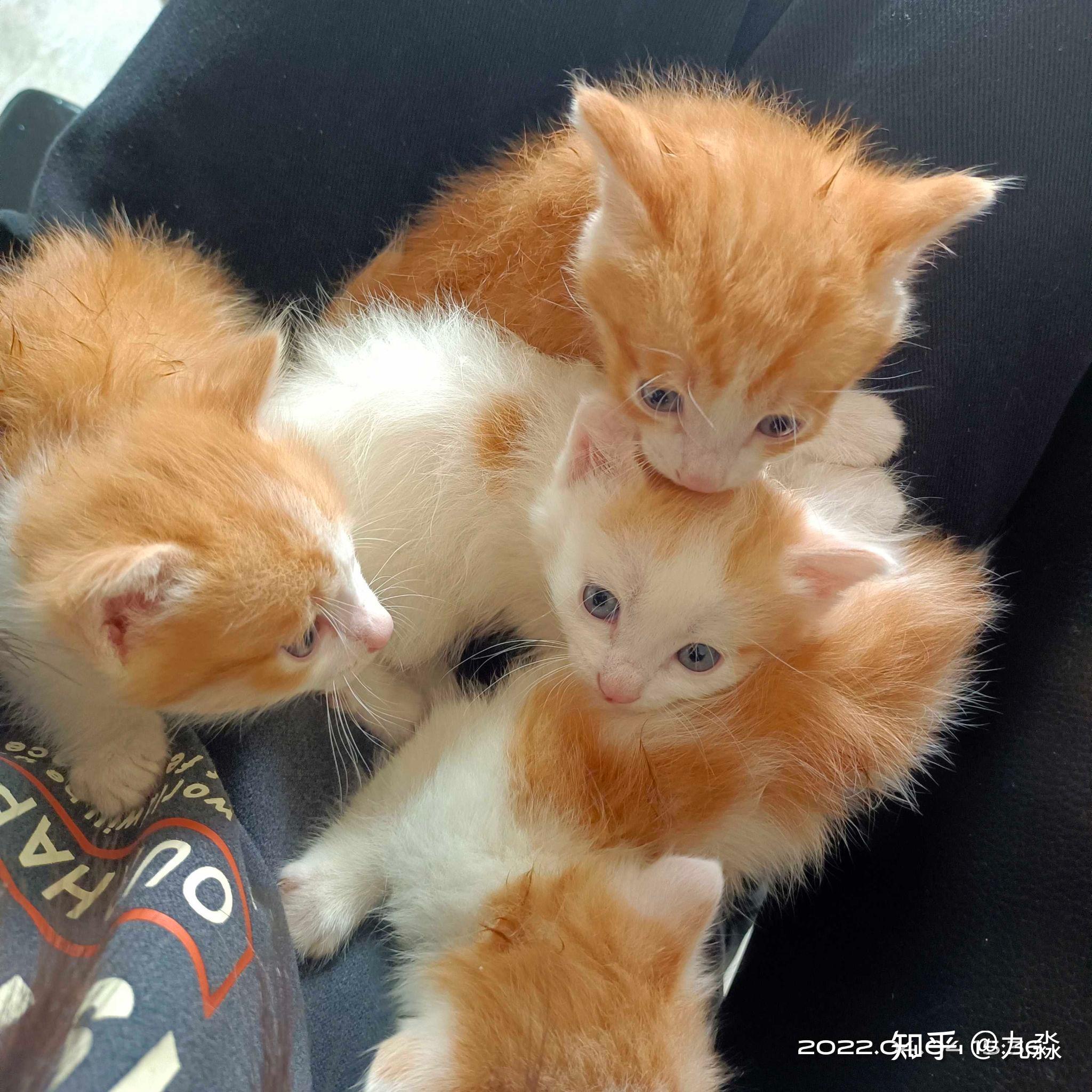 你好呀,可以看看你家养的小动物吗?