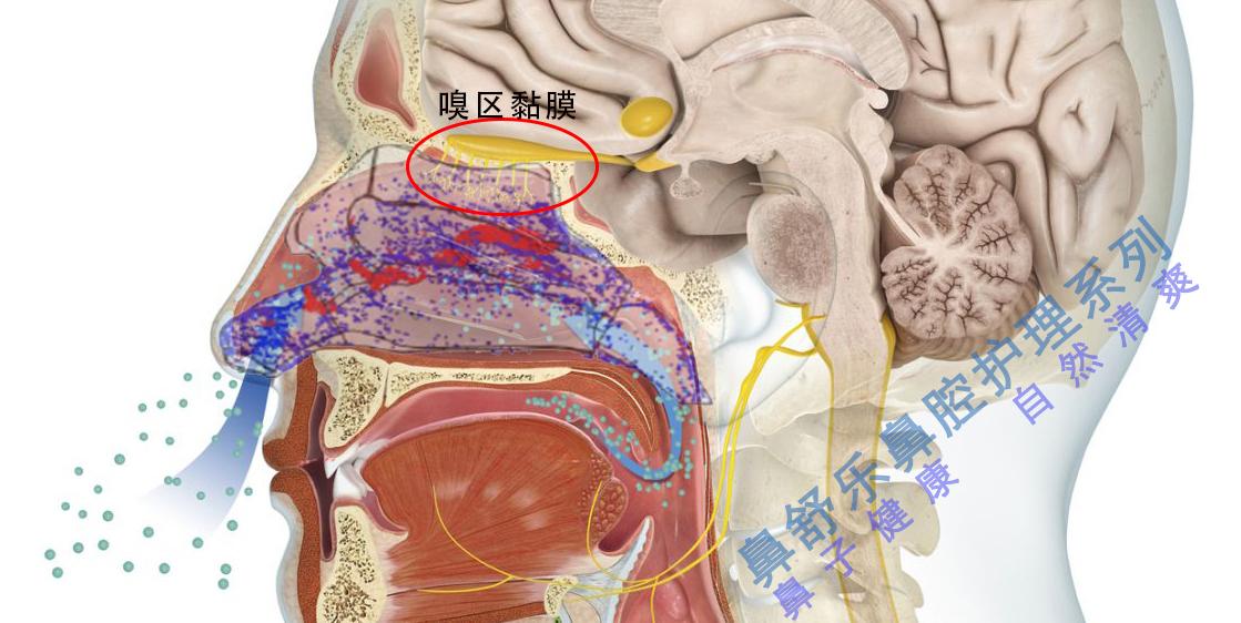 嗅球的解剖位置图片