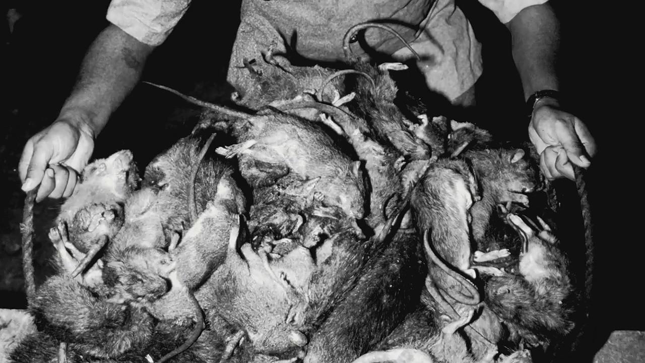 老鼠有多可怕视频 v2-05b7ec3ab919735275aca7e4badc585c_r.jpg