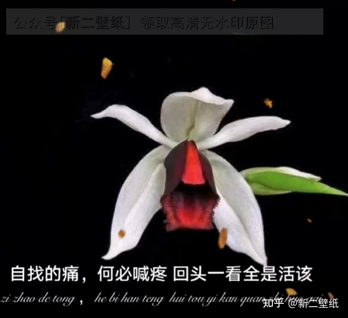 自找的痛何必喊疼回头一看全是活该图片背景图壁纸原图高清抖音热门