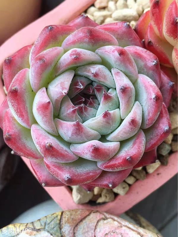 肉肉的肥料小知识有这么多 都是你不知道的细节 知乎