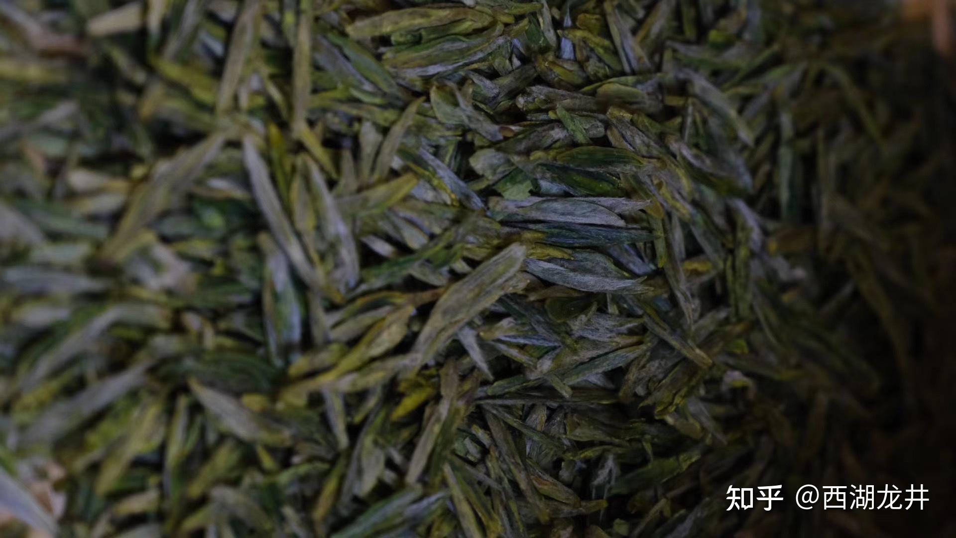 西湖龙井野放茶园