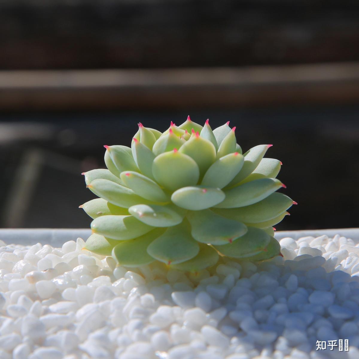 朋友过生日想要一颗"小小的可爱的多肉",推荐哪个品种? - 知乎