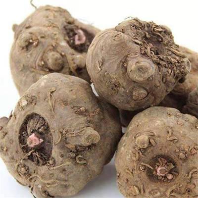 别称鬼芋花麻蛇南星头蛇头草灰草山豆腐的极品食材