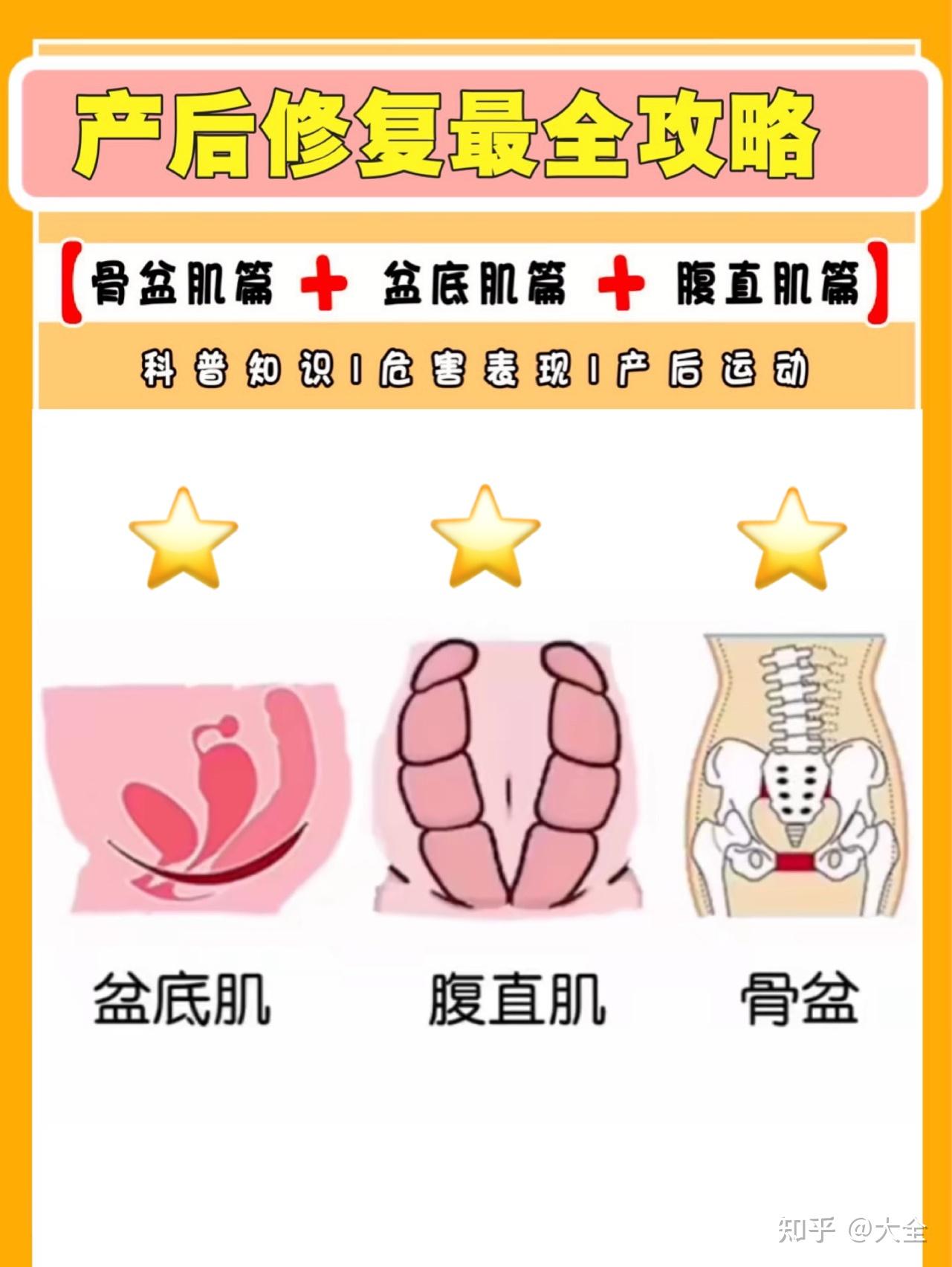 骨盆肌盆底肌腹直肌三大產後修復全解析