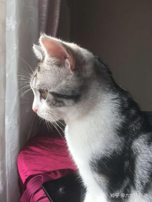 姐姐家的猫,顺毛