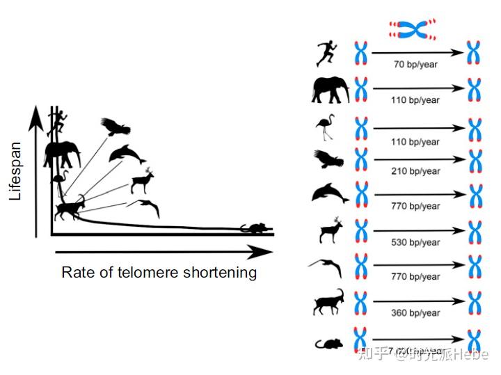 的相关性真的蛮低"晚育"模式与"祖母效应"除了能活到与人类相近的年龄