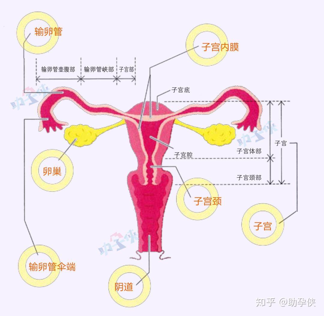 201509解剖学-女性生殖系统临床专业_word文档在线阅读与下载_免费文档