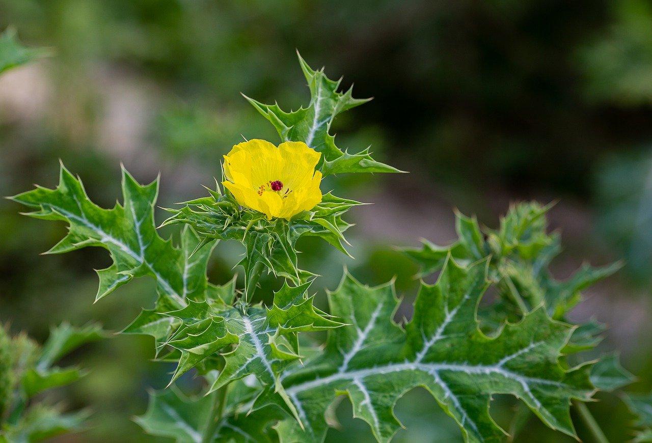 1. 清徐网红草景点