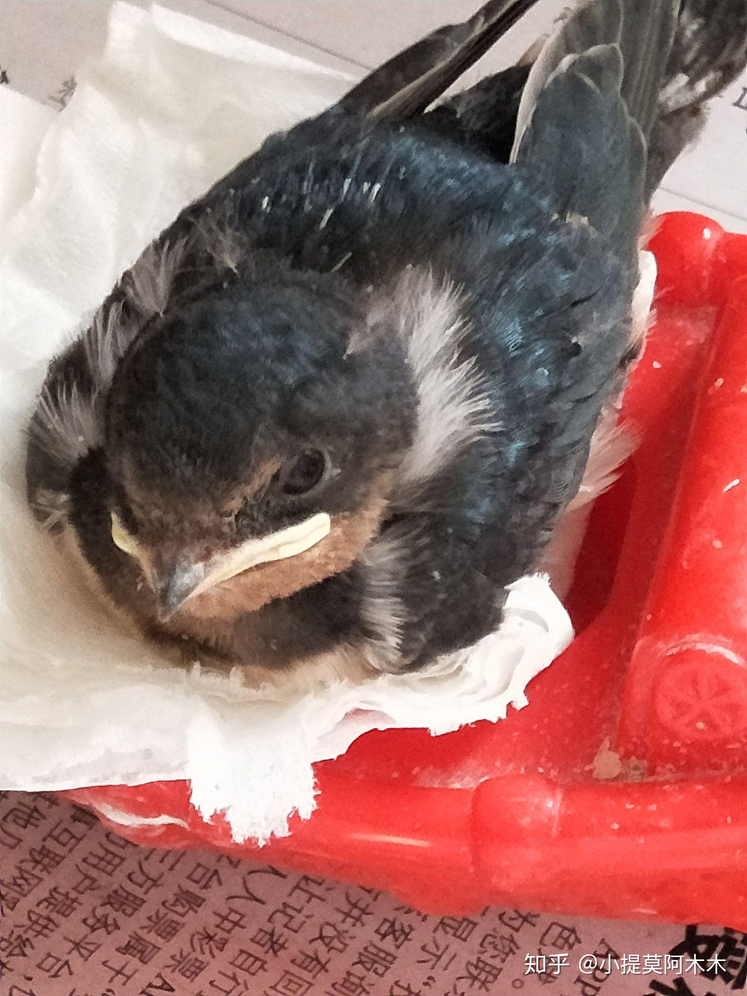 家燕幼鸟怎么养呢?