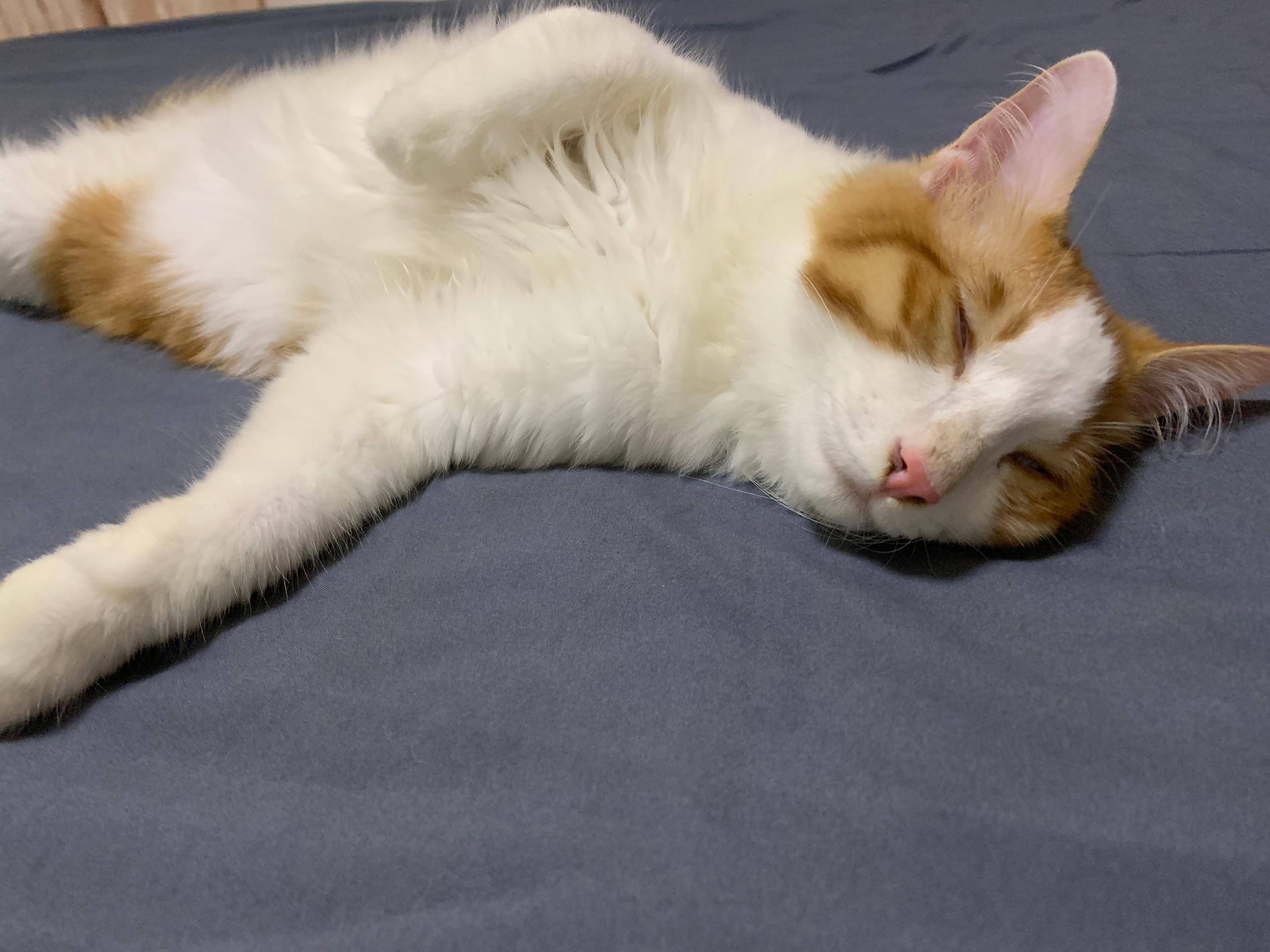 猫咪仰面朝天睡是表达信任了吗