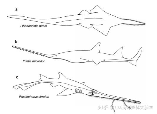 尊贵铂金:存在了1亿年的活化石—锯鳐
