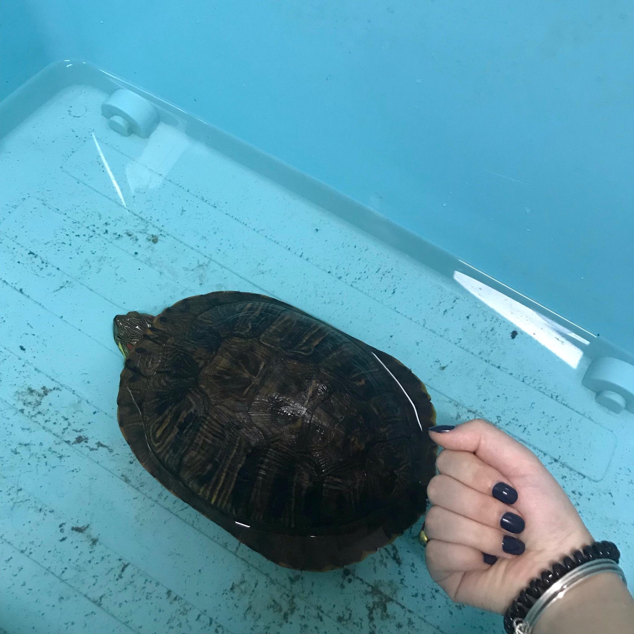 乌龟怎么分辨几岁 v2-05df3b8eab913eb9d41ca272b5964ed8_r.jpg