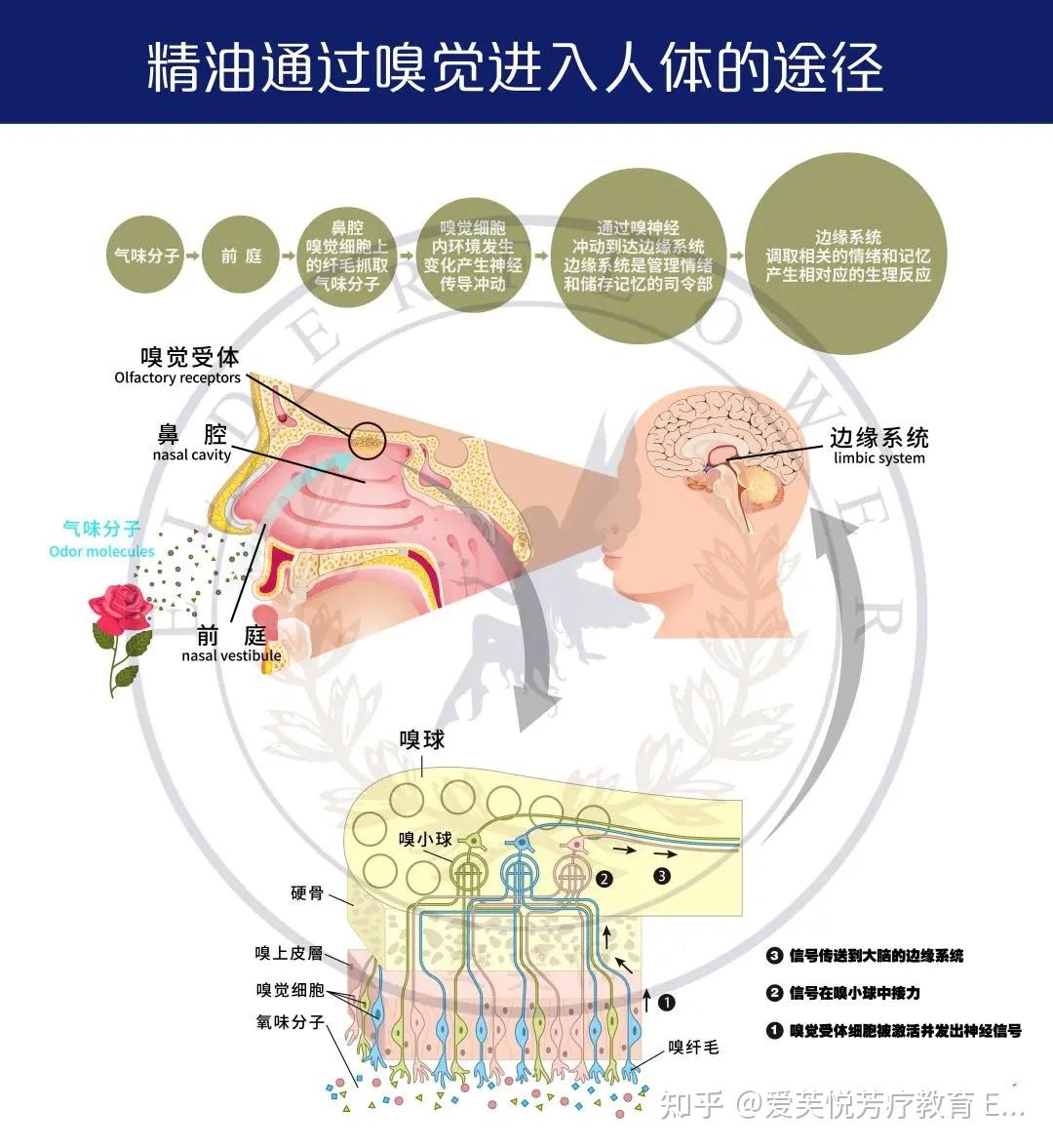 精油＝香水？先了解这几个调香原理 - 知乎
