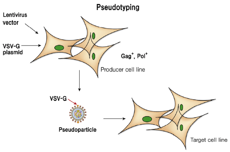 慢病毒(lentivirus)慢病毒是一种逆转入病毒,它是rna逆转为双链dna