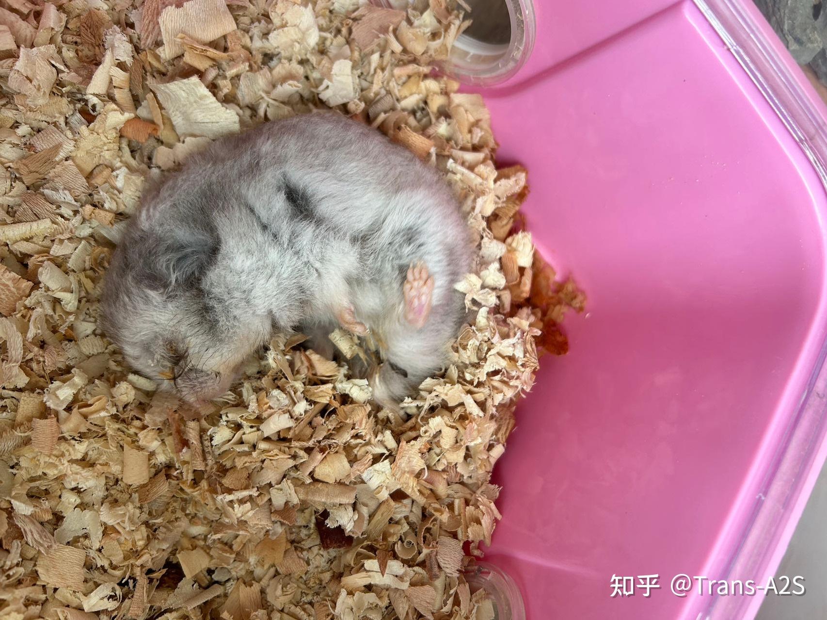 仓鼠死了尸体怎么处理比较好?