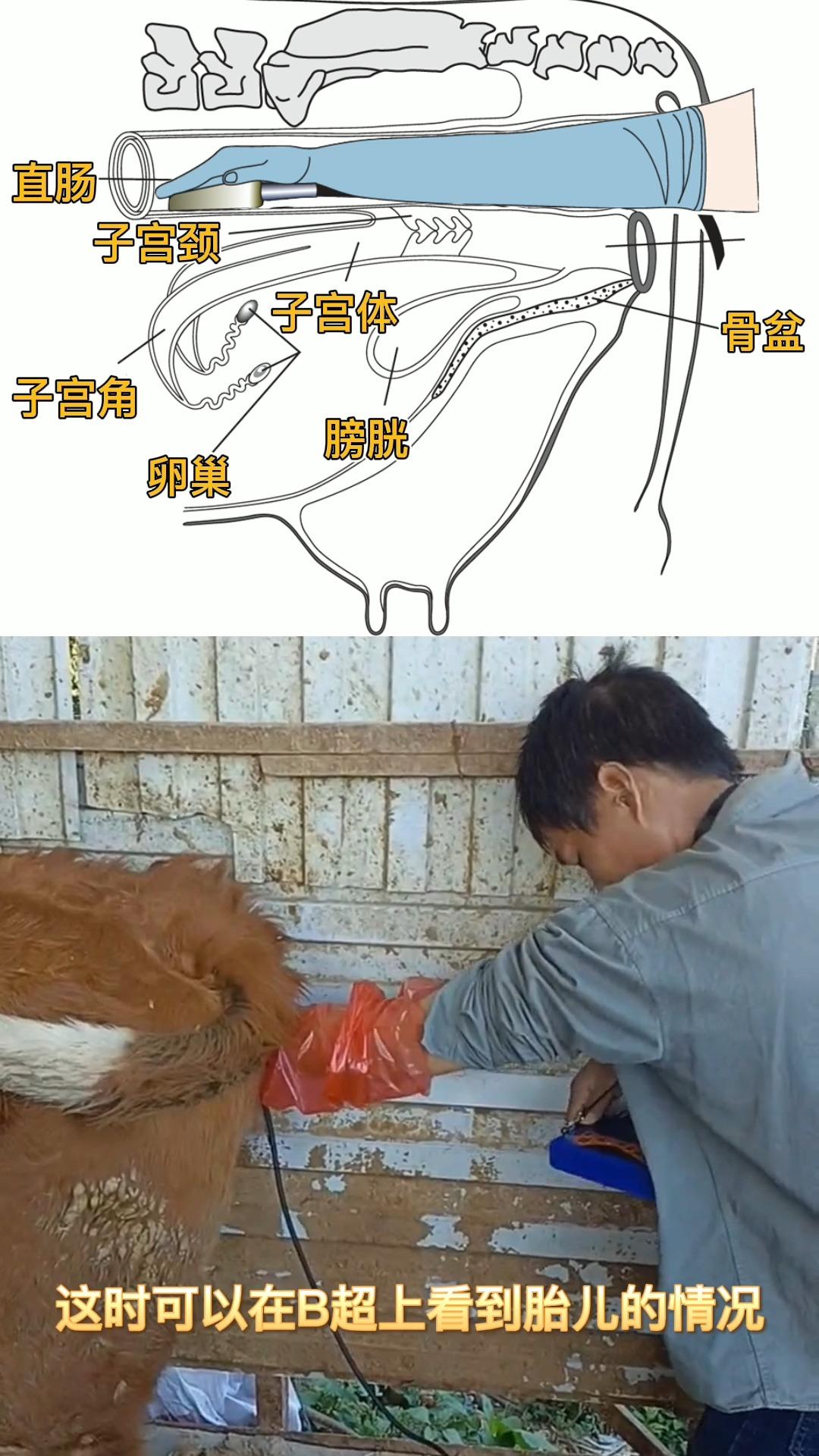 牛用b超机探头在牛直肠中检测位置