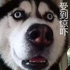 狗狗会传染的性病肿瘤 Tvt 知乎