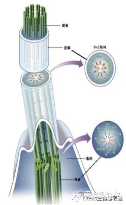 细胞生物学高频考点(十四)之微管内容及思维导图 - 知乎