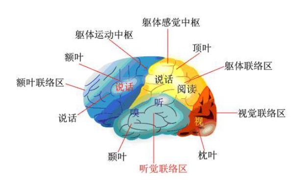 心理学基础知识之语言与言语