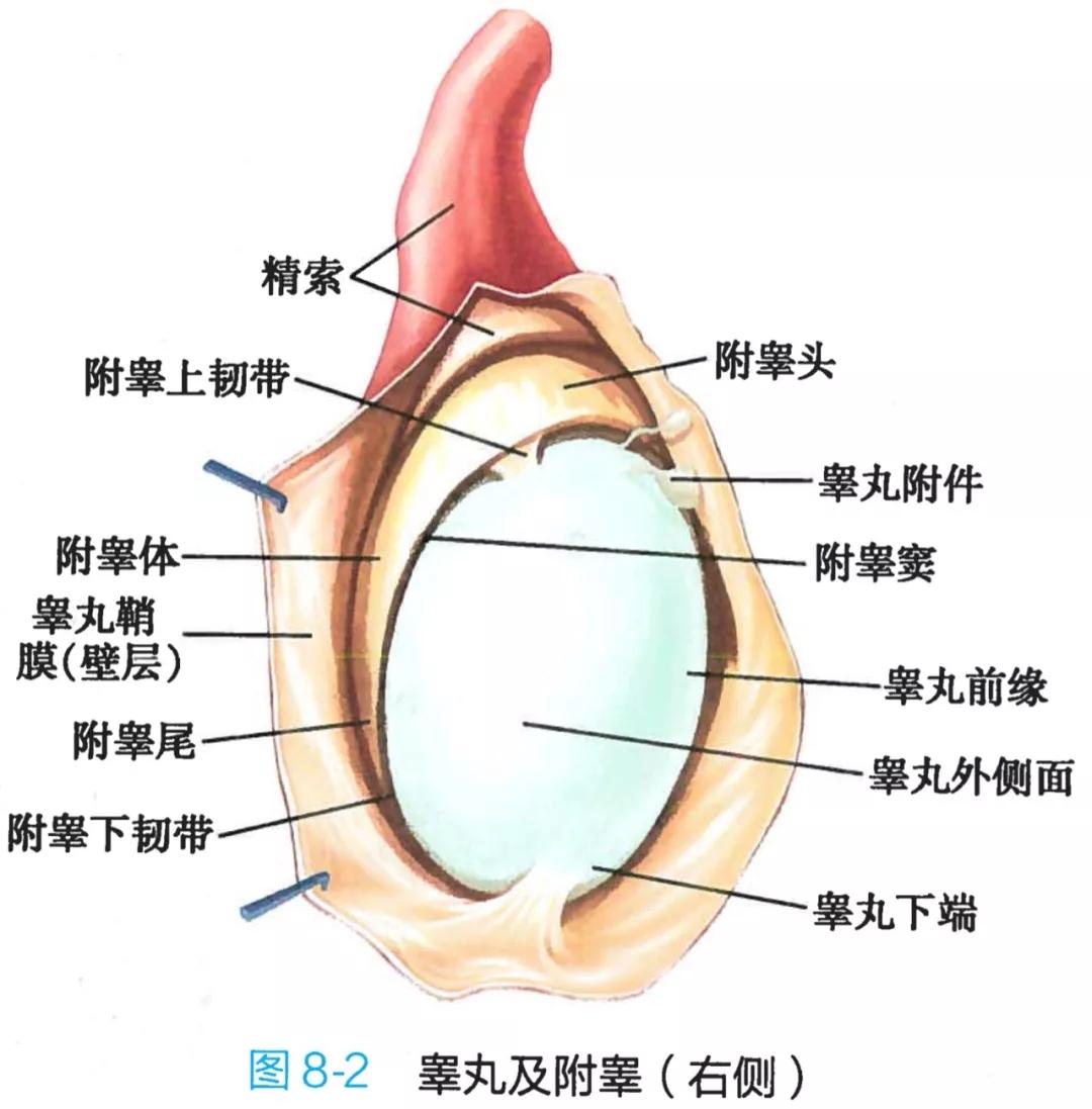正常睾丸结构图图片