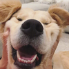 “小八嘎”柴犬为什么这么受欢迎?原因还是得看这几点! - 知乎