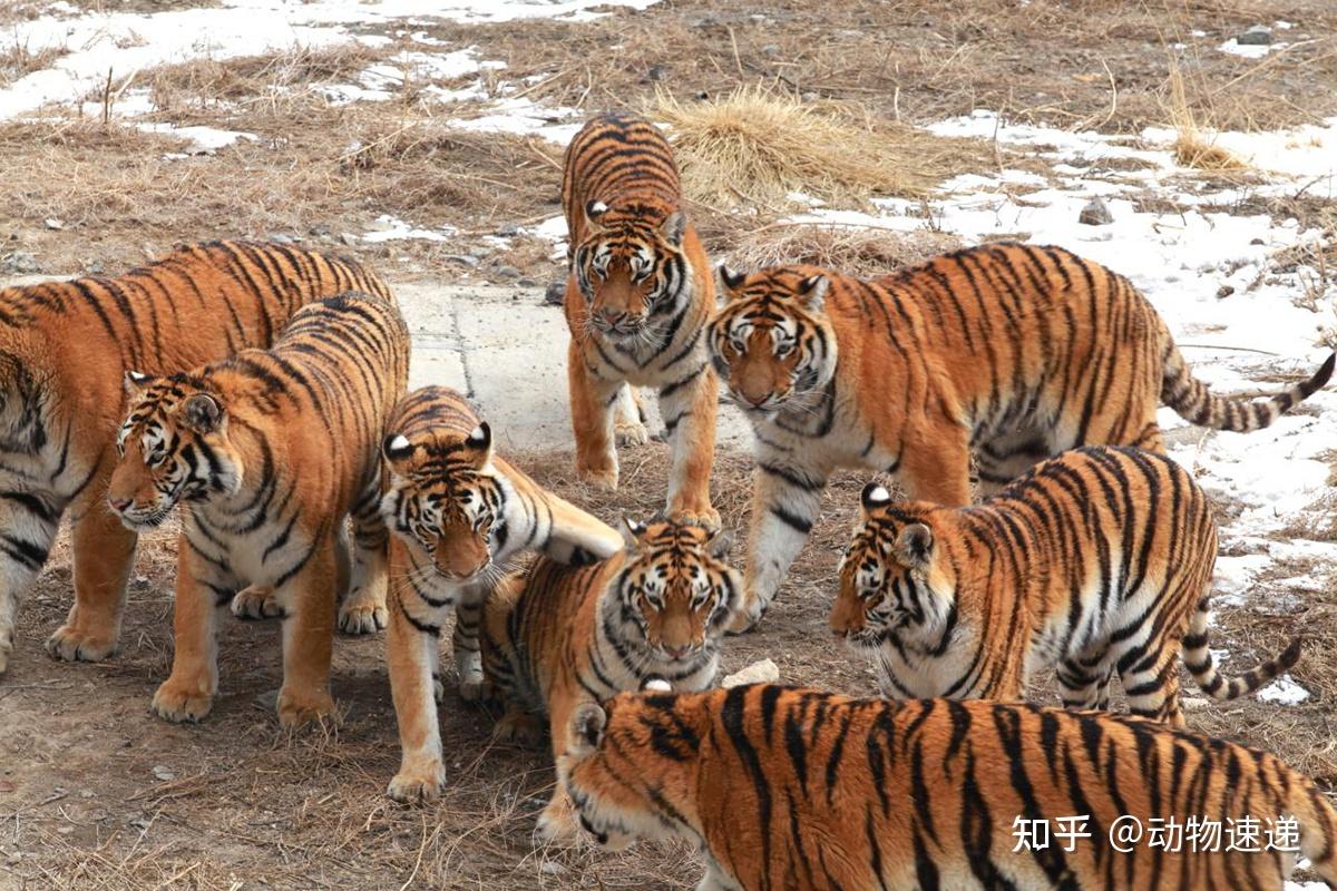 吉林珲春4只东北虎集体巡山为何独居动物也会一起行动