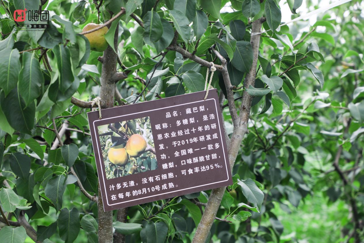 嗨团团购—助力乡村振兴,溯源家乡藏巴梨 - 知乎