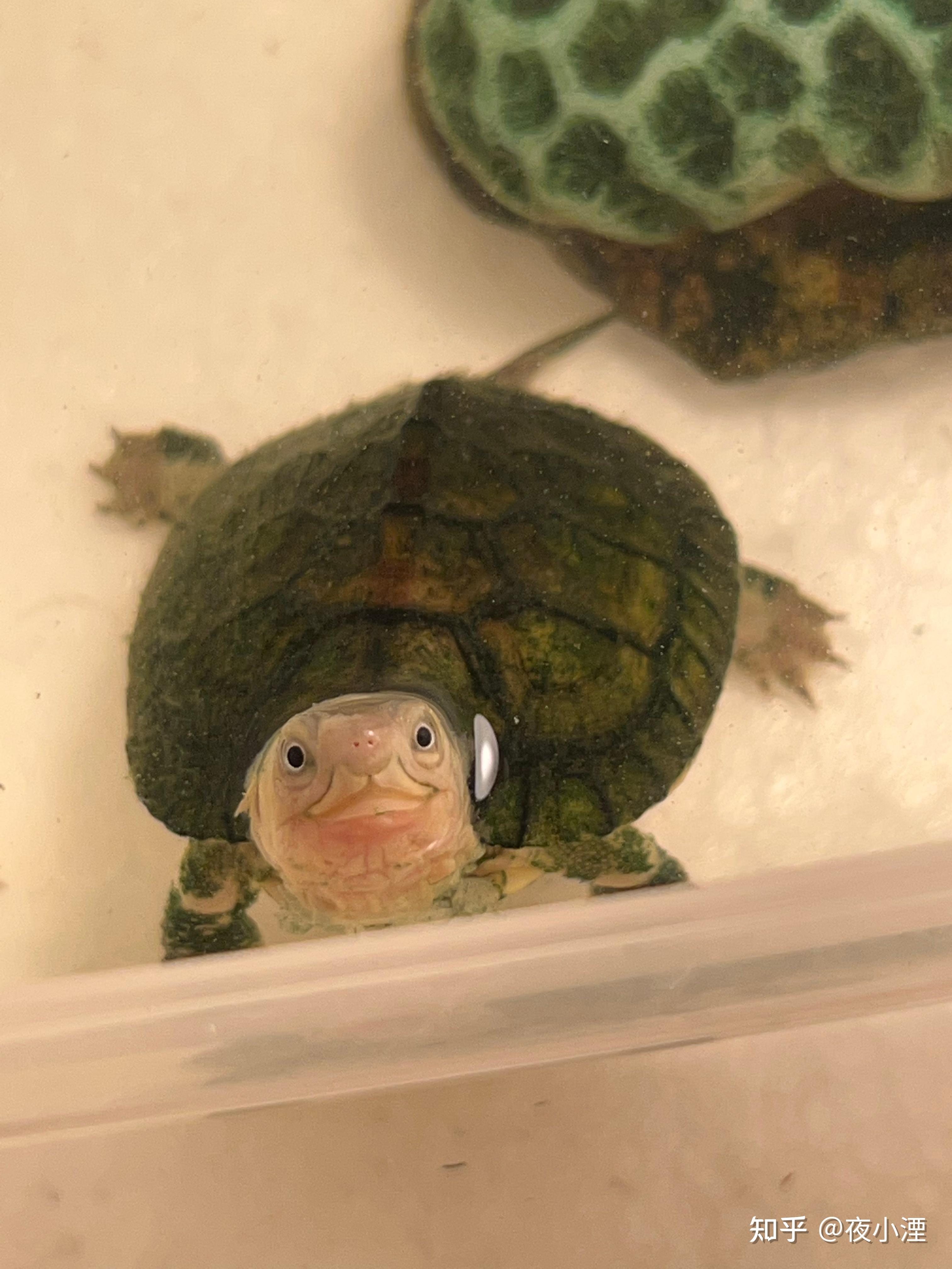 为什么乌龟的背上会长绿毛?